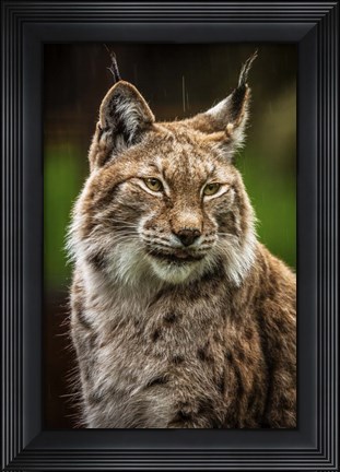 Framed Lynx in the Rain Print
