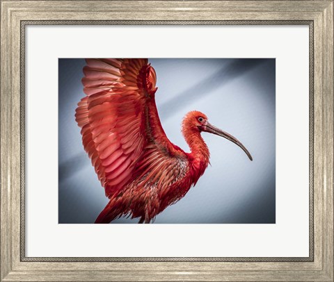 Framed Red Bird Print