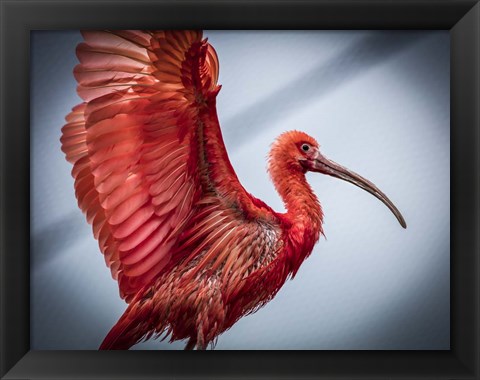 Framed Red Bird Print