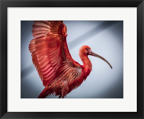 Framed Red Bird Print