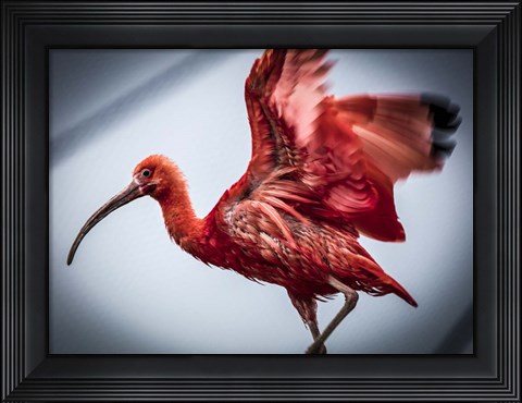 Framed Red Bird II Print