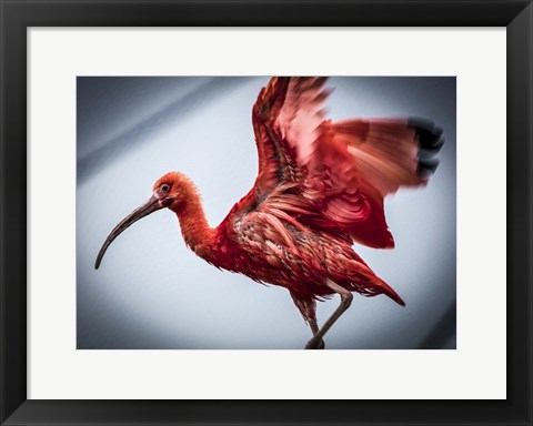 Framed Red Bird II Print