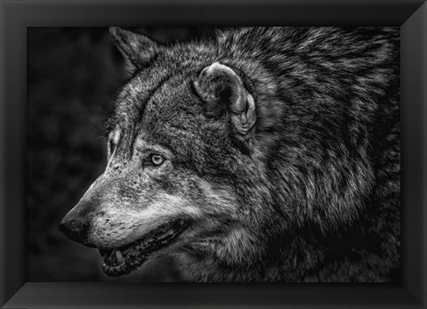 Framed Lone Wolf - Black &amp; White Print