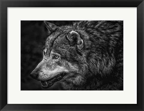 Framed Lone Wolf - Black &amp; White Print