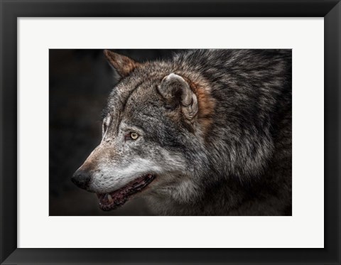 Framed Lone Wolf Print