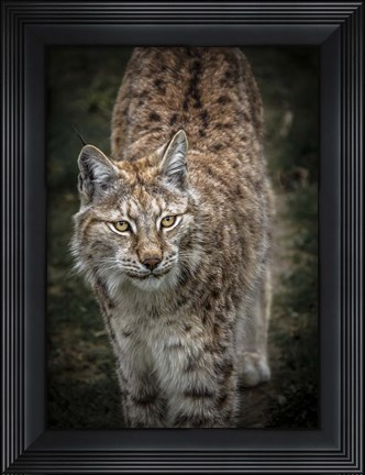 Framed Young Lynx Looking Up Print