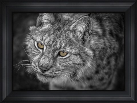 Framed Lynx Eyes Print