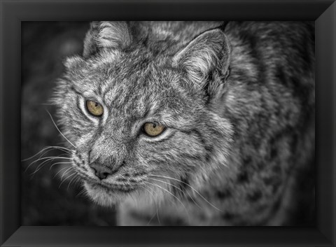 Framed Lynx Eyes Print