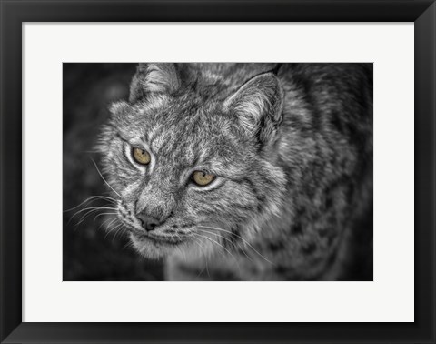 Framed Lynx Eyes Print