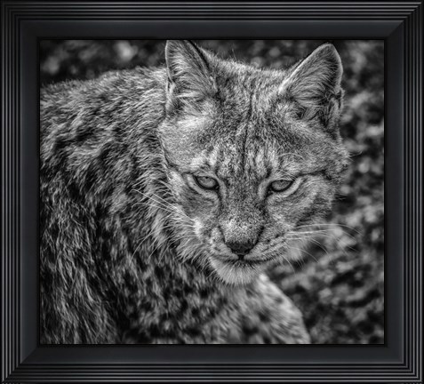 Framed Lynx II - Black &amp; White Print
