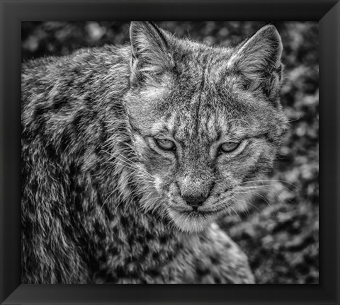 Framed Lynx II - Black &amp; White Print