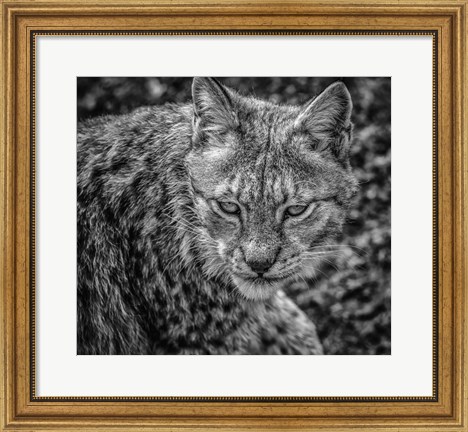 Framed Lynx II - Black &amp; White Print