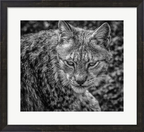Framed Lynx II - Black &amp; White Print