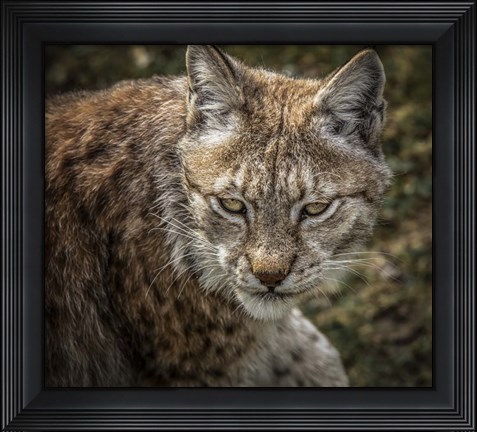 Framed Lynx II Print