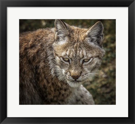 Framed Lynx II Print