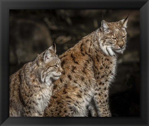 Framed Double Lynx Print