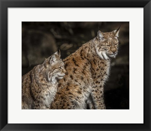 Framed Double Lynx Print