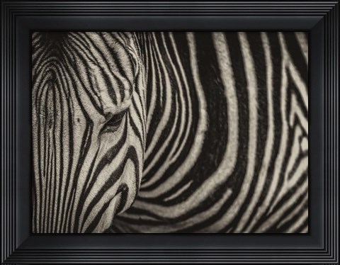 Framed Zebra Sepia Print
