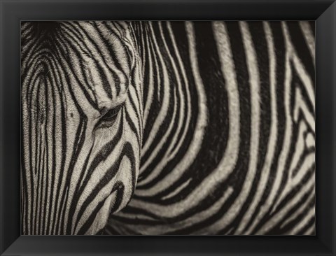 Framed Zebra Sepia Print