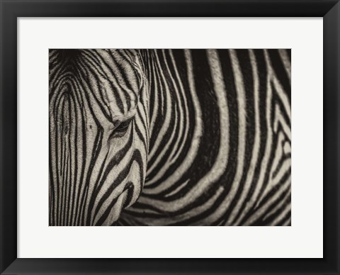 Framed Zebra Sepia Print