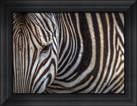 Framed Zebra Print