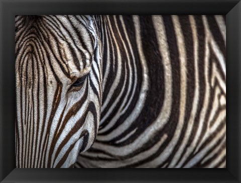 Framed Zebra Print