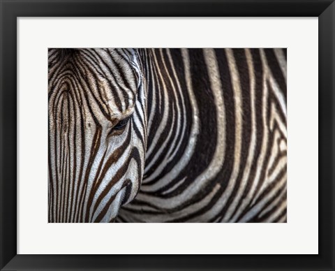 Framed Zebra Print