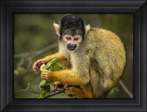 Framed Cute Monkey Print