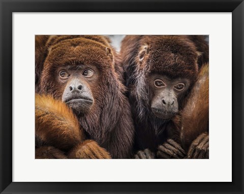 Framed Oranje Monkeys Print