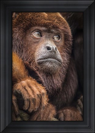 Framed Oranje Monkey II Print