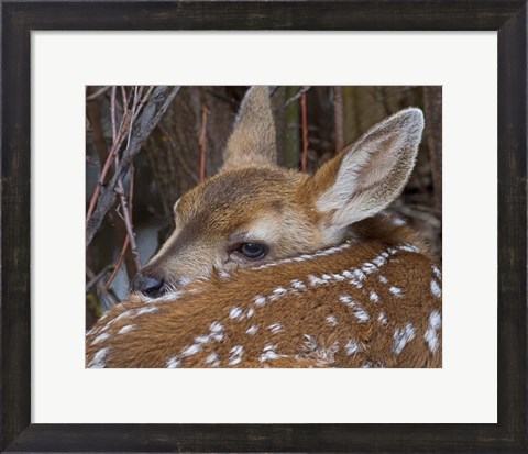 Framed Mule Deer Fawn Print