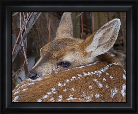 Framed Mule Deer Fawn Print