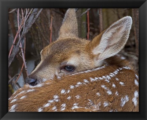 Framed Mule Deer Fawn Print