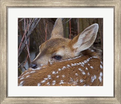 Framed Mule Deer Fawn Print