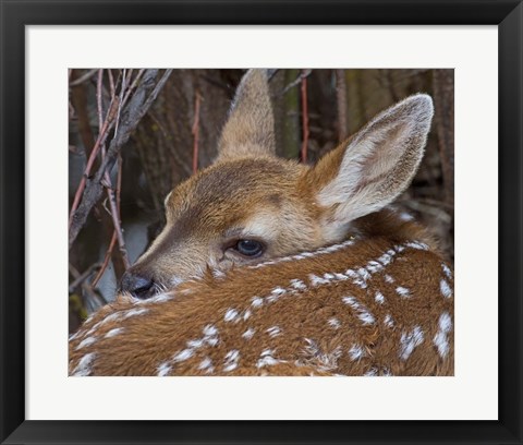 Framed Mule Deer Fawn Print