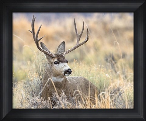 Framed Mule Deer Buck Print
