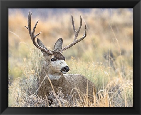 Framed Mule Deer Buck Print