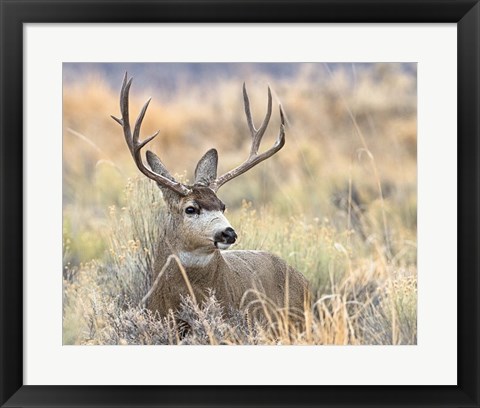 Framed Mule Deer Buck Print