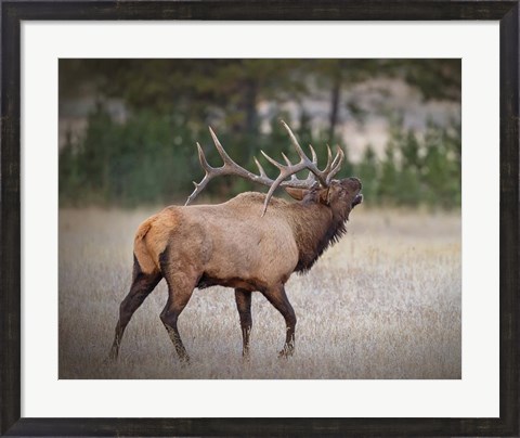 Framed Bull Elk Print