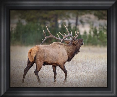 Framed Bull Elk Print