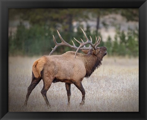 Framed Bull Elk Print