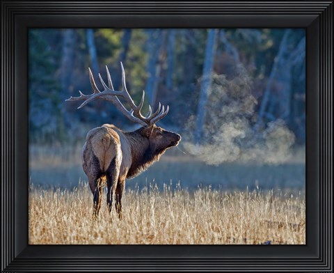 Framed Bull elk Print