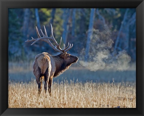 Framed Bull elk Print