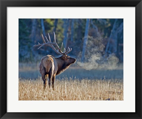 Framed Bull elk Print