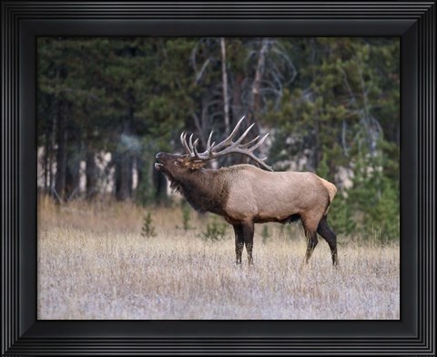 Framed Bull Elk Bugling Print