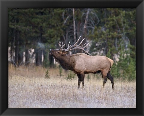 Framed Bull Elk Bugling Print