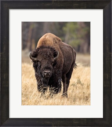 Framed Bull Bison Print