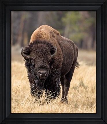 Framed Bull Bison Print