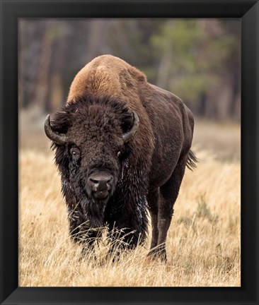 Framed Bull Bison Print