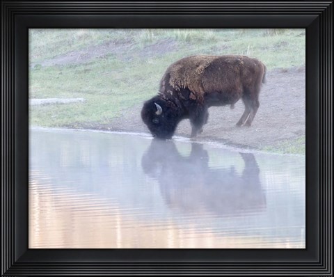 Framed Bison Print
